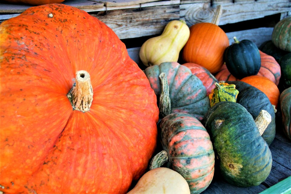 Halloween autumn called rothmans