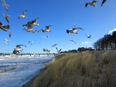 Baltic sea zingst birds photo