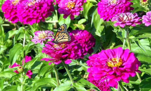 Tin butterfly green photo