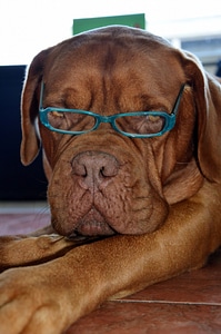 Glasses cute canine photo