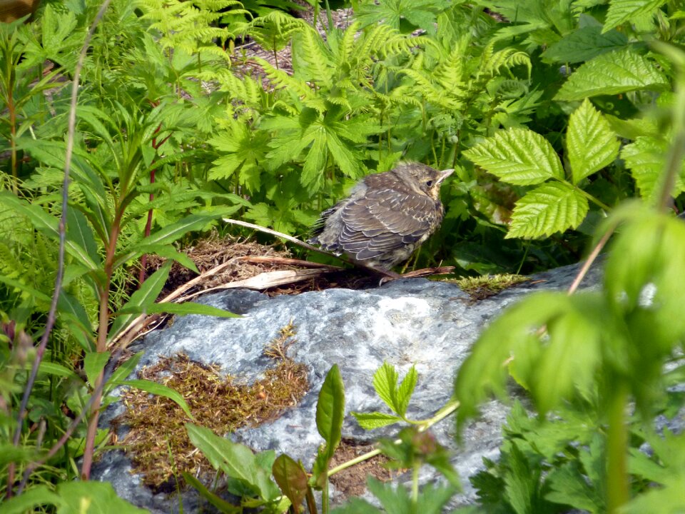 Baby bird wildlife spring photo