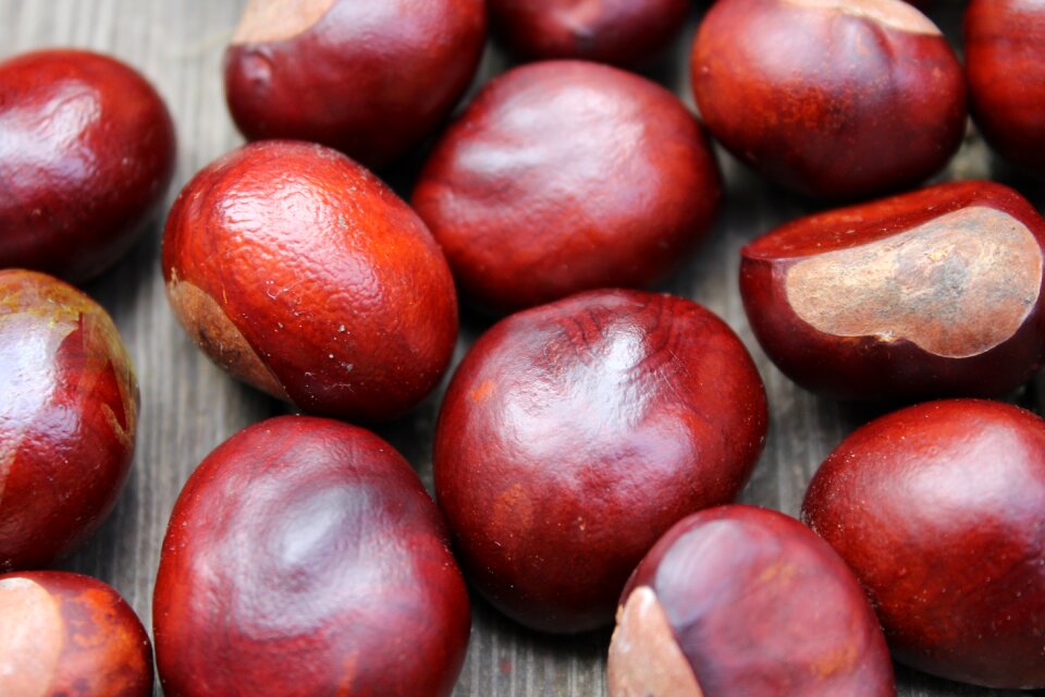 The fruits of horse chestnut nature horse chestnut