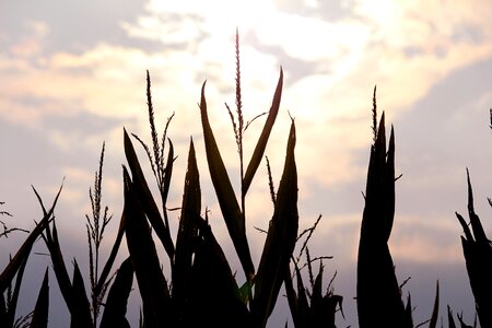 Dusk field landscape