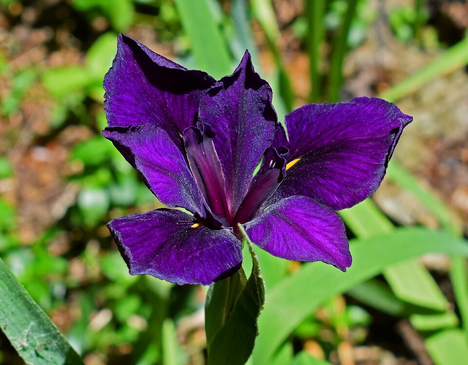 Blossom bloom rhizome