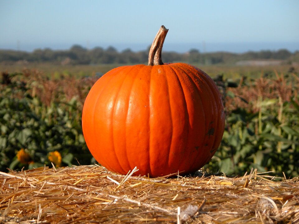 Farm holiday orange