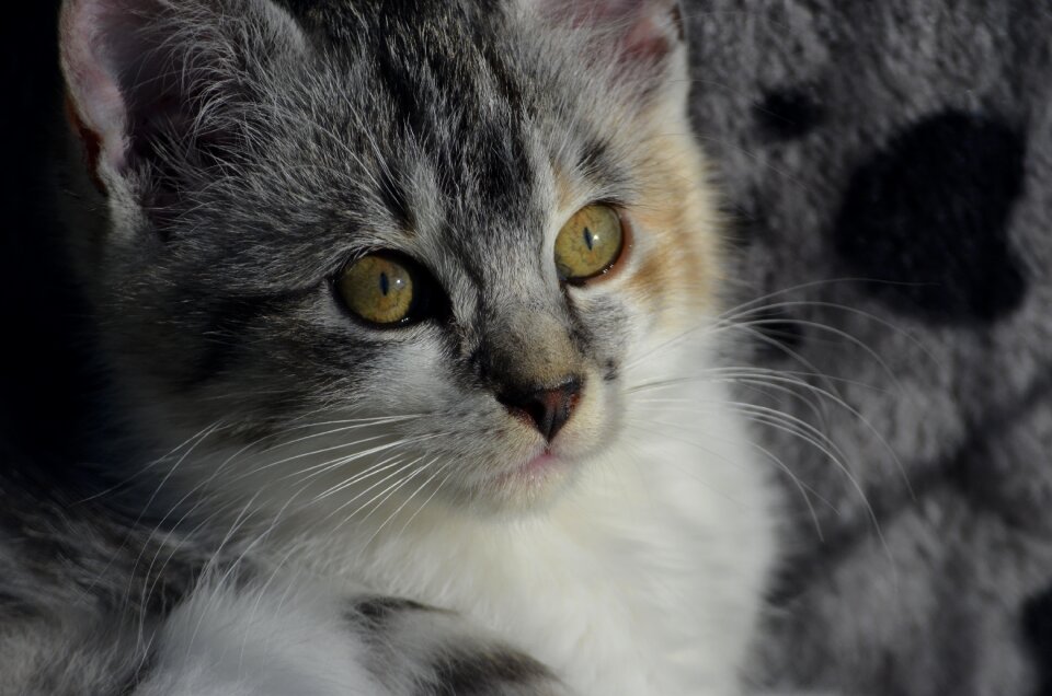 Shadow cat kitten