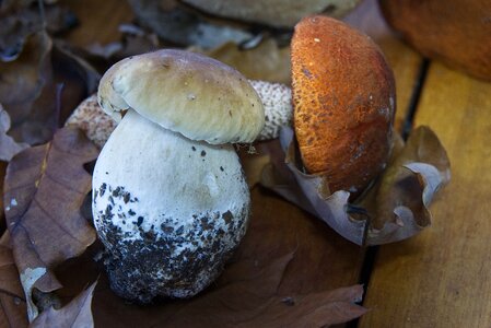 Edible cep tan bolete orange