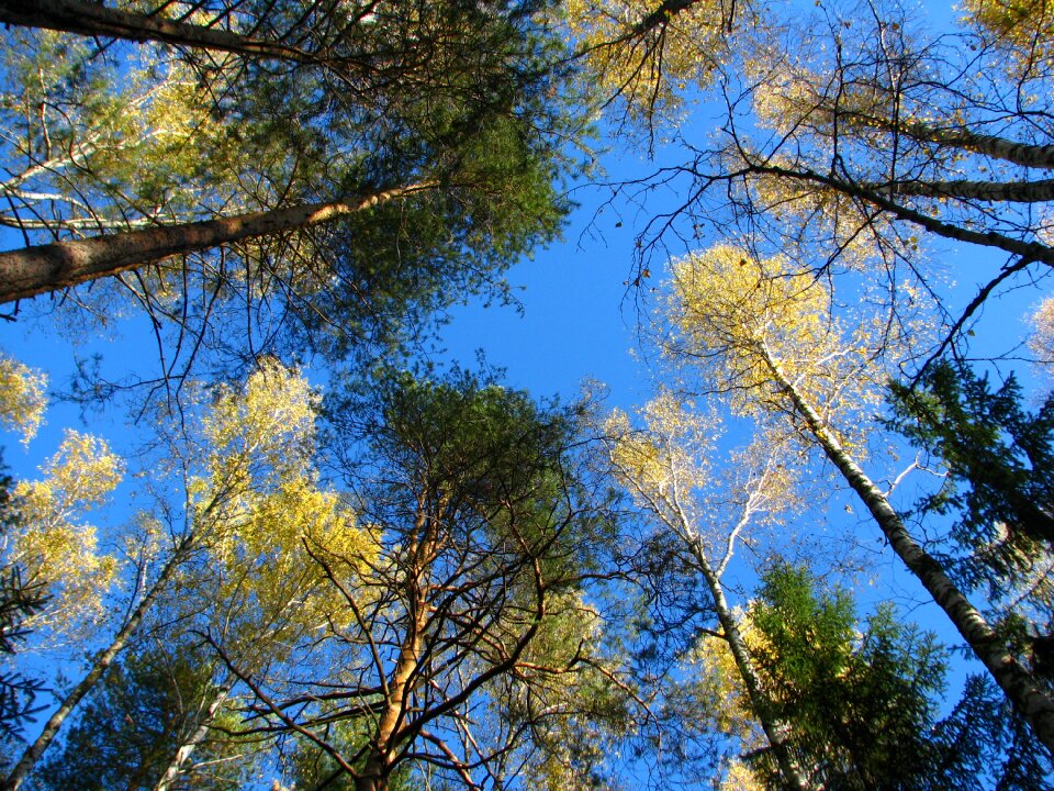 Christmas tree pine golden autumn photo