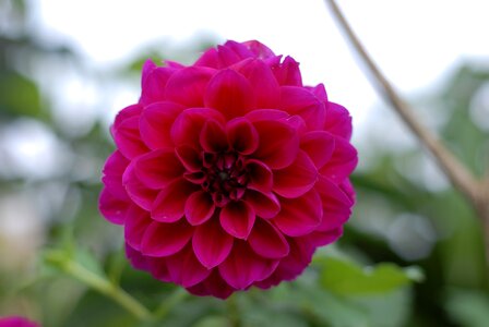 Spring mountain gro