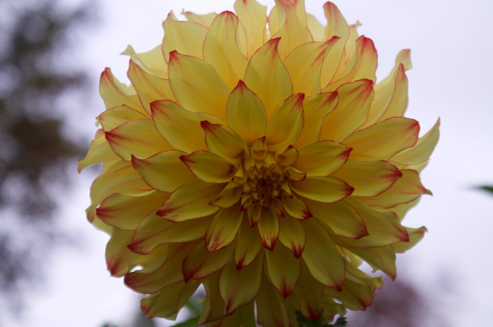 Dahlia flower dahlia flower
