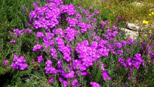 Spring pink flowers shrubs