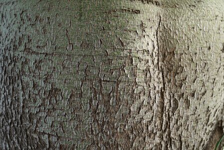 Calm tree trunk dragon trees