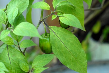 Spicy tlapa de comonfort gro