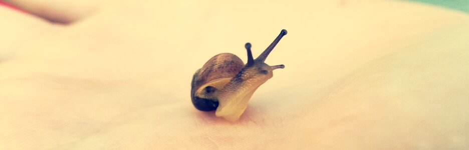 Nature snail slow photo