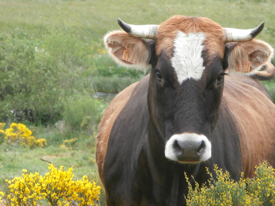 Cattle closed nature ruminant