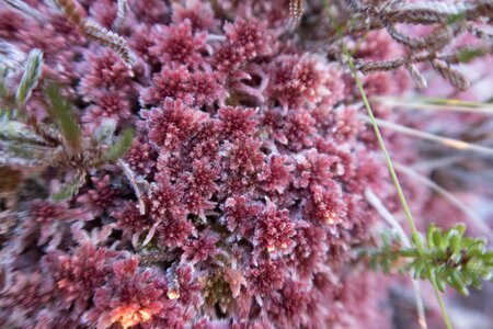 Flower atmosphere plant
