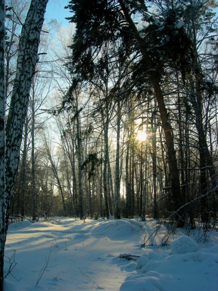 Pine winter landscape winter