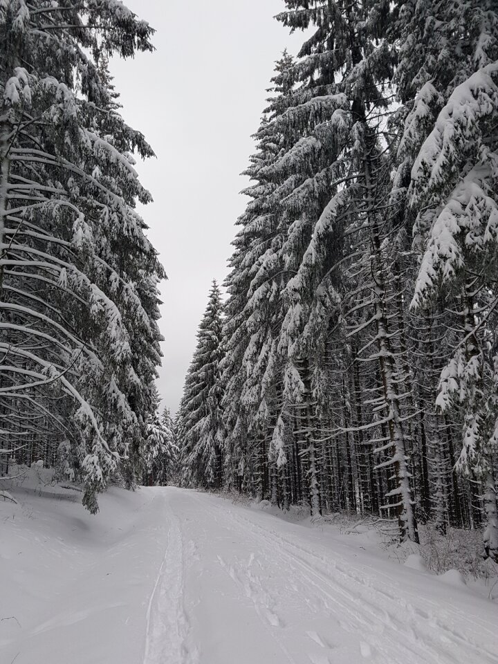 Forest snow winter