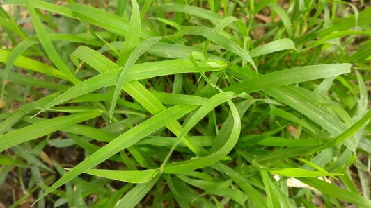 Nature leaf grass photo