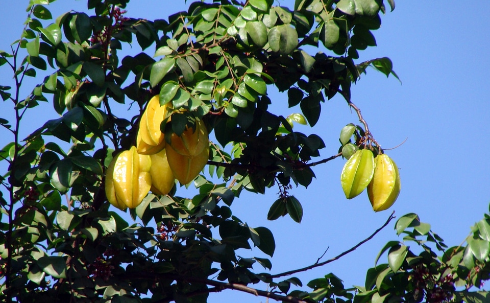 Fruiting plants branches
