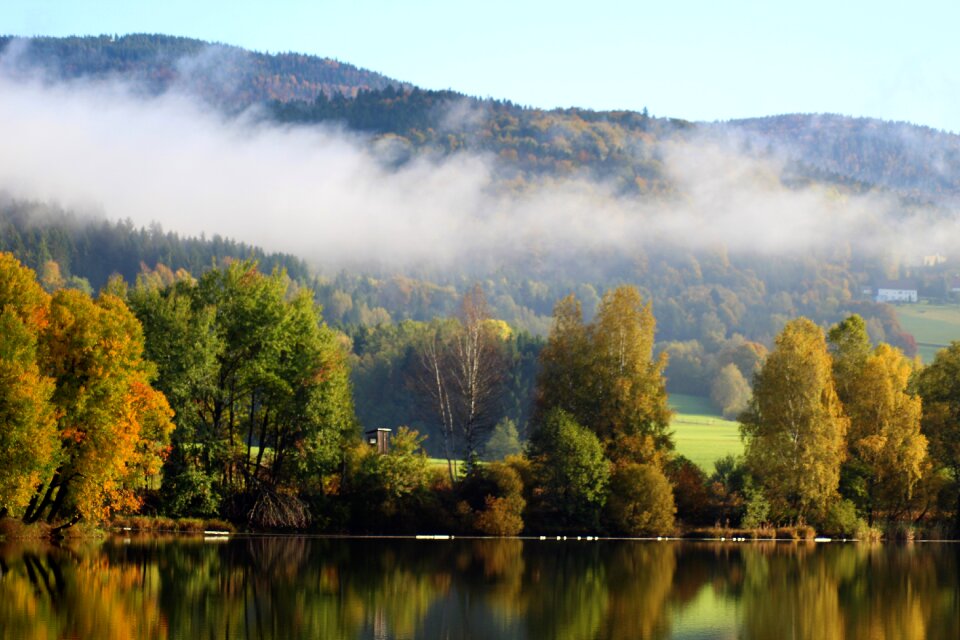 Deciduous forest leaves golden autumn
