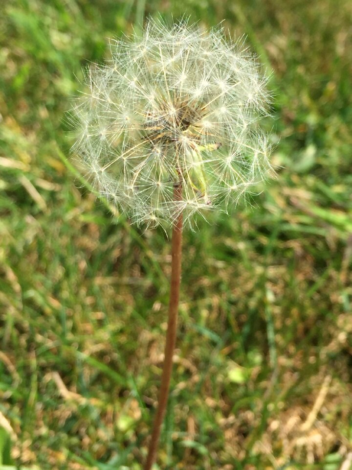 Flora grass flower