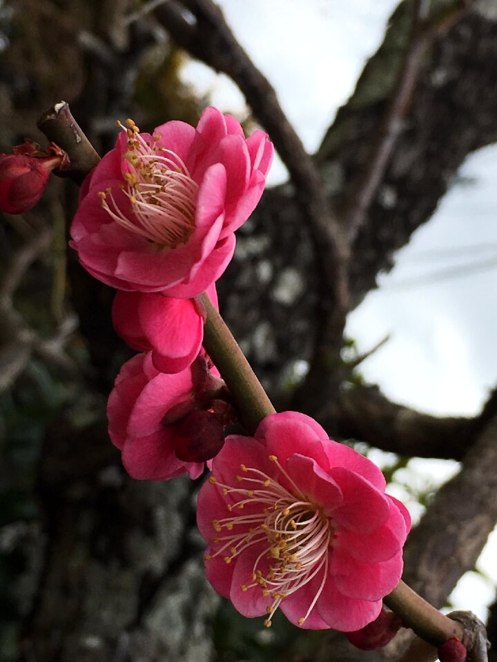 Plum cherry blossom viewing pink