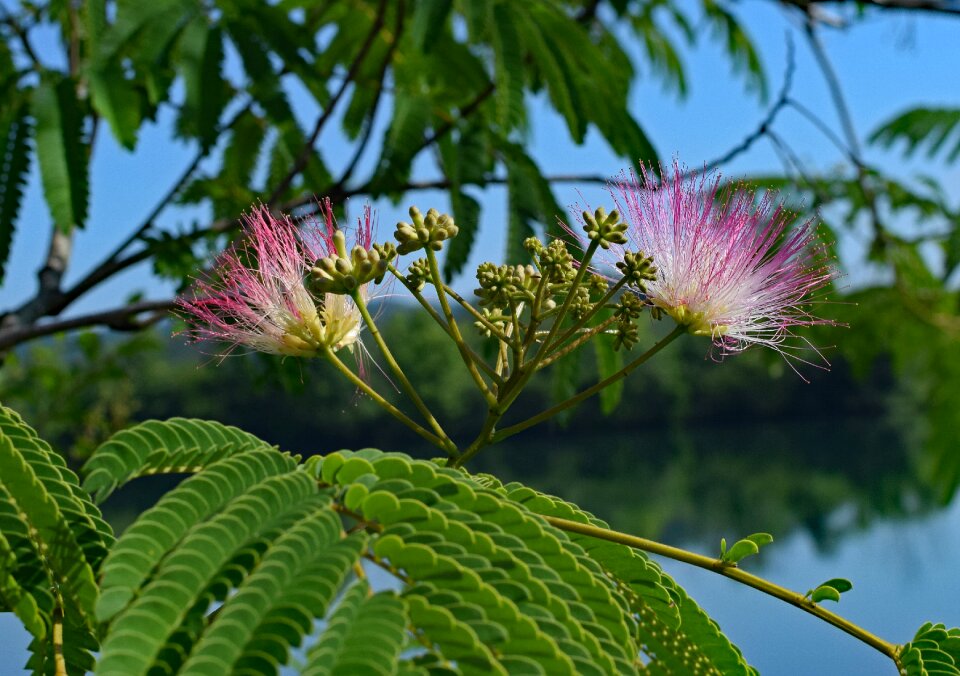 Bloom plant tree