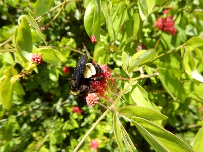 Foilage nature