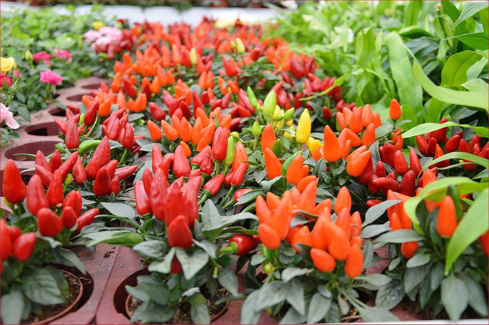 Decoration floral plants