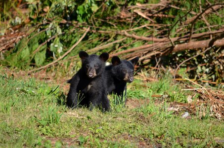 Bears young animal