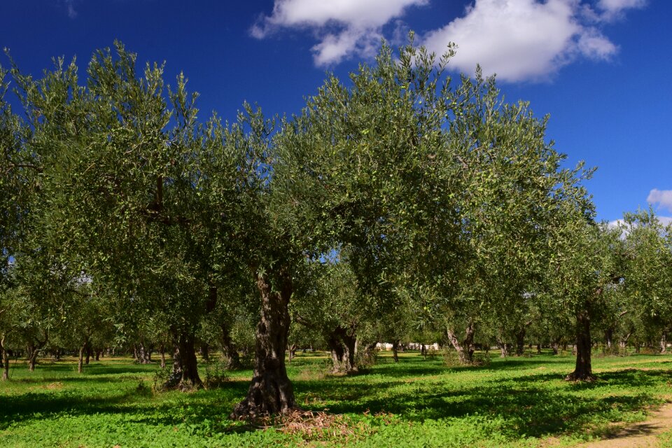 Green nature olive grove