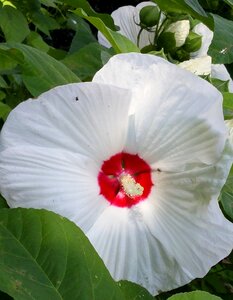 White flower plant natural