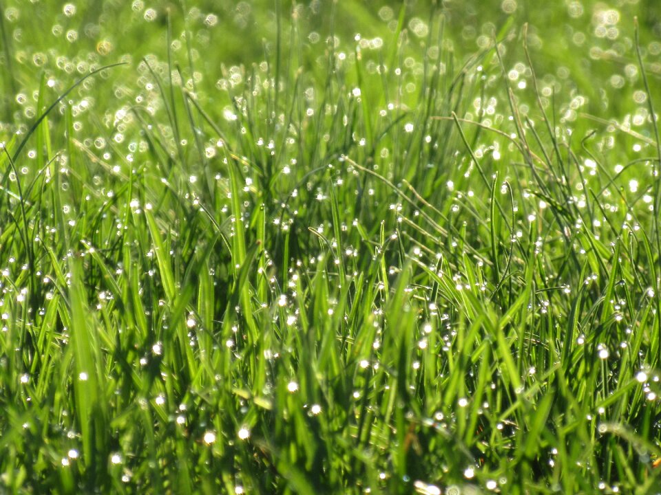 Lawn meadow summer