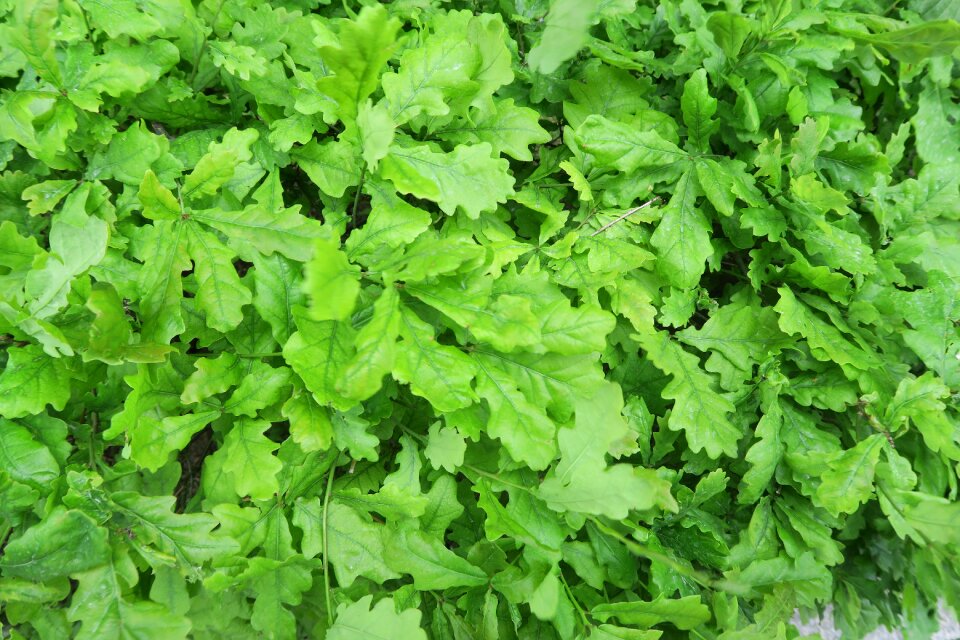 Decor background swedish plants