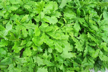 Decor background swedish plants