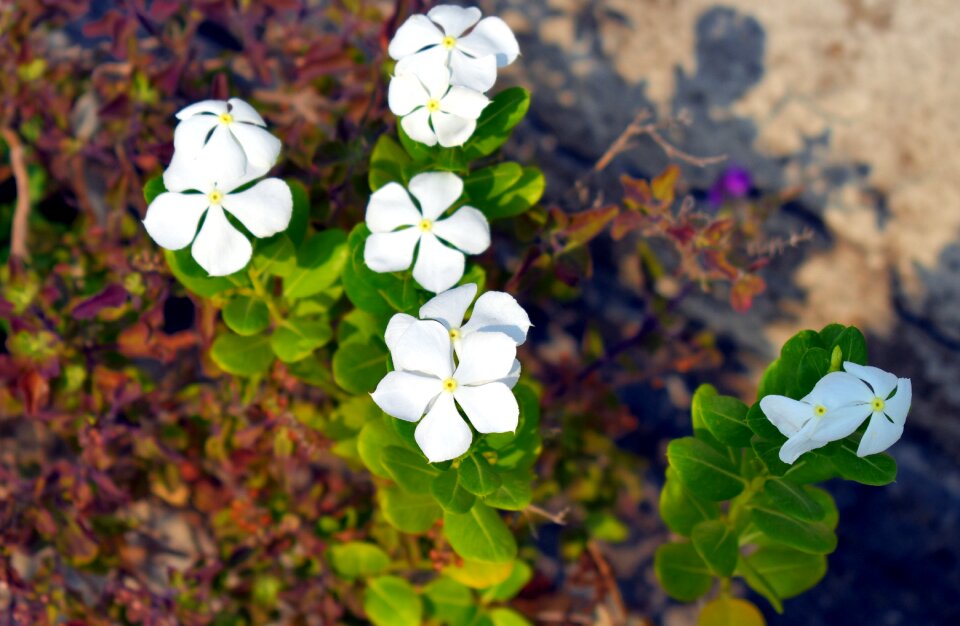 White flowers sadabahar