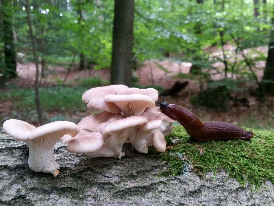 Forest agaric mördarsnigel