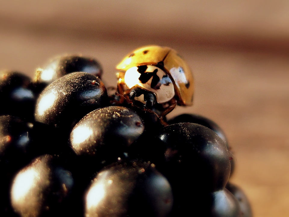 Blackberry nature bug