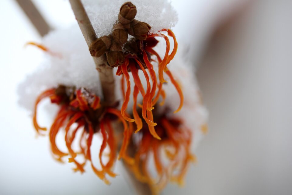 Witch hazel winter Free photos