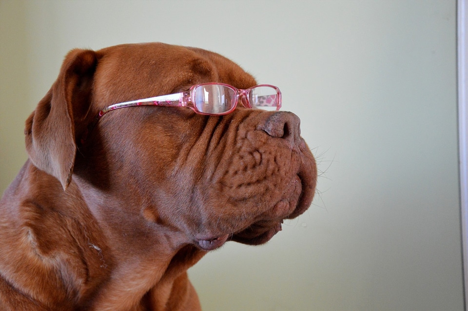 Fashion glasses cute
