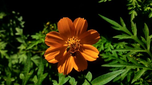 Orange flower garden plant photo