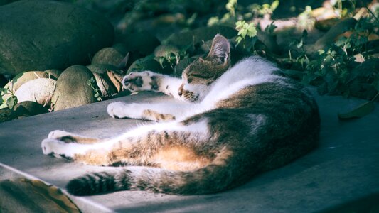 Cat sleeping their palate slate photo