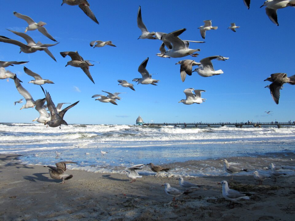 Baltic sea zingst gulls