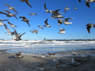 Baltic sea zingst gulls photo
