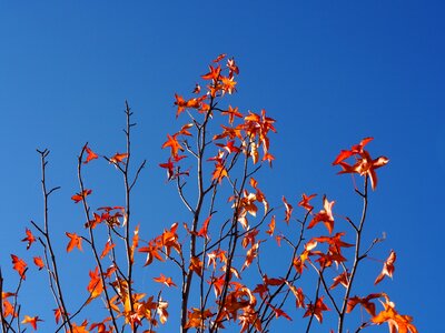 Tree golden autumn mood photo