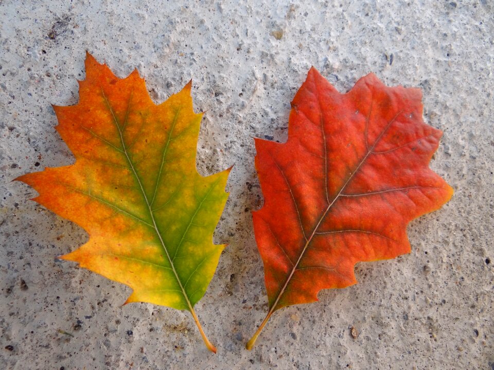Fall foliage nature discoloration