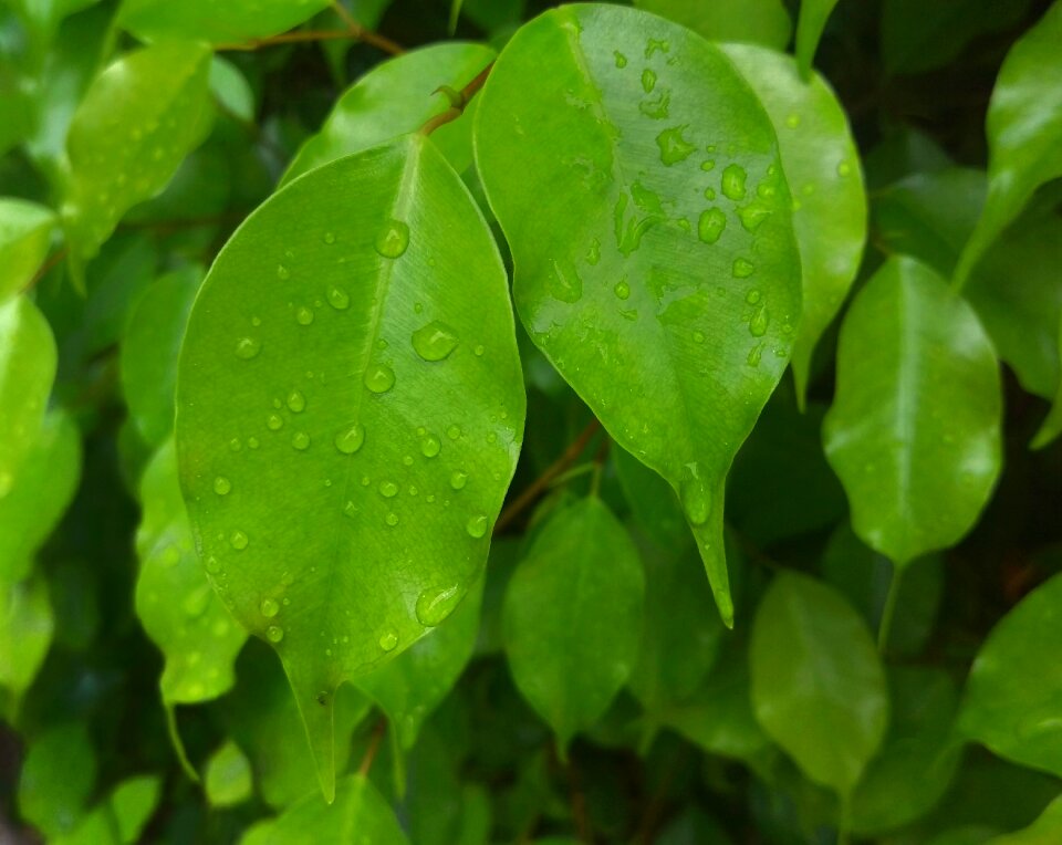 Droplets rain green