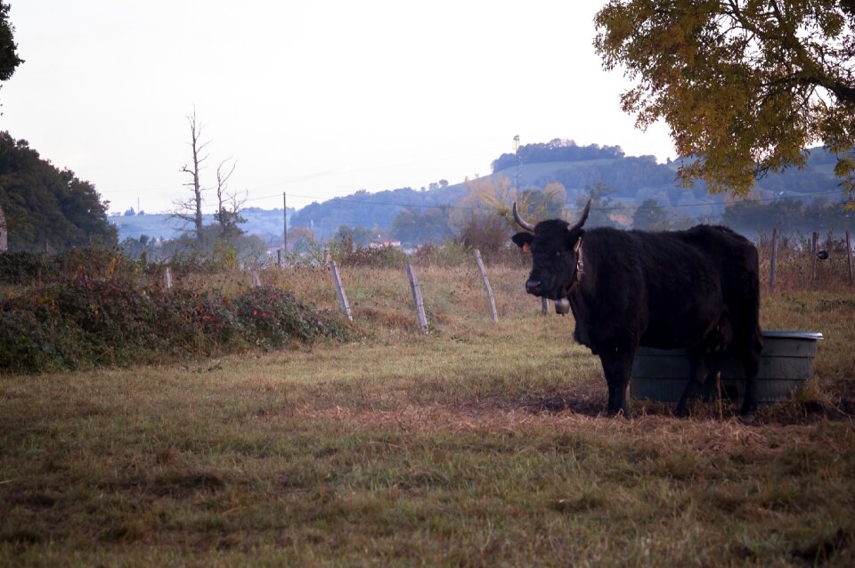 Close cantal auvergne