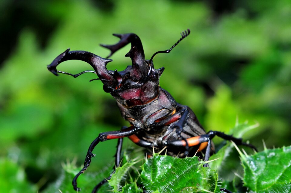 Cai long yu taiwan mountains stag beetle